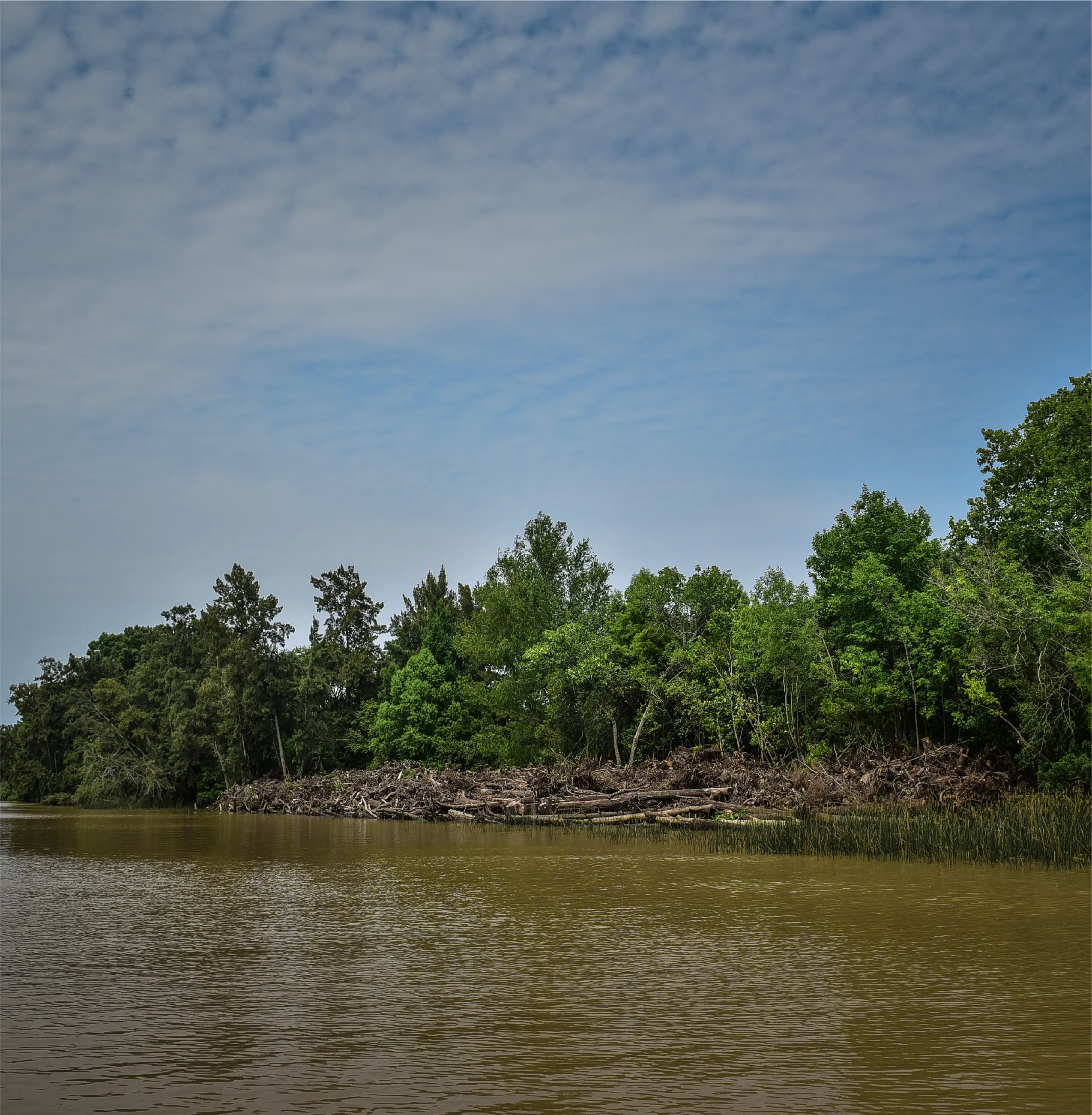 Costa arbolada del río Paraná